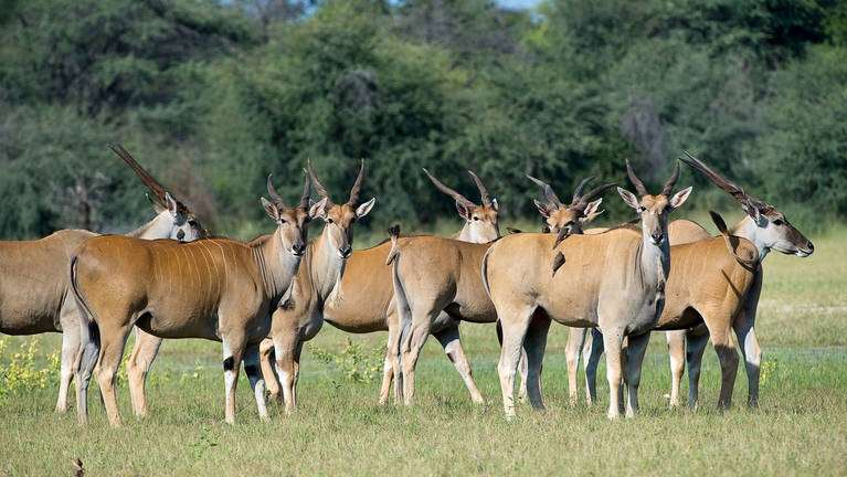 Common Eland