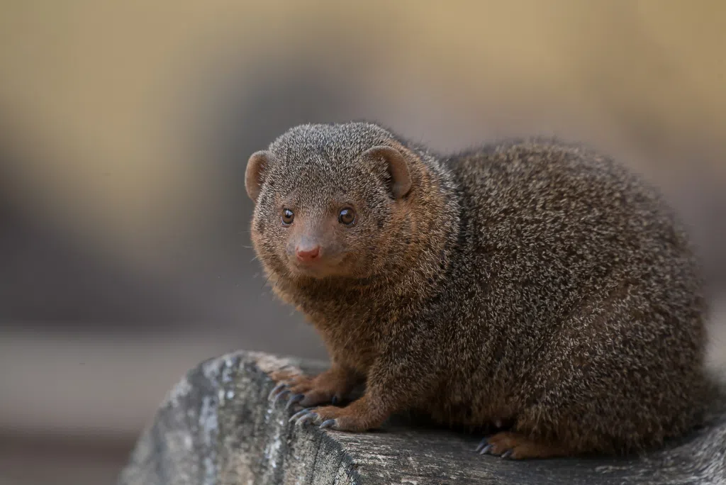 Dwarf Mongoose