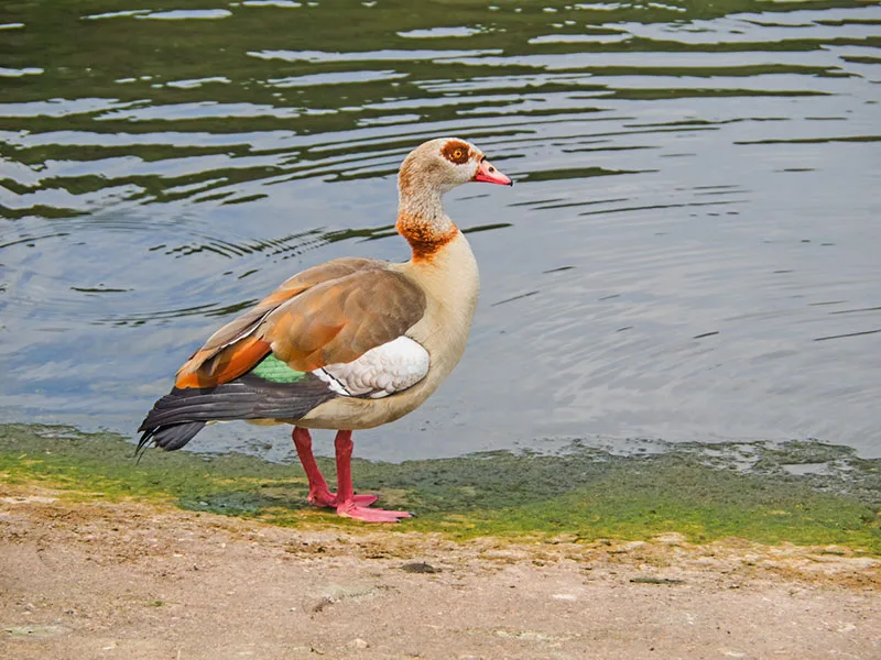 Egyptian Goose
