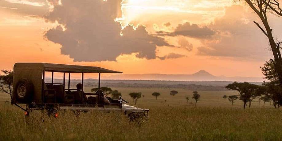 morning game drive