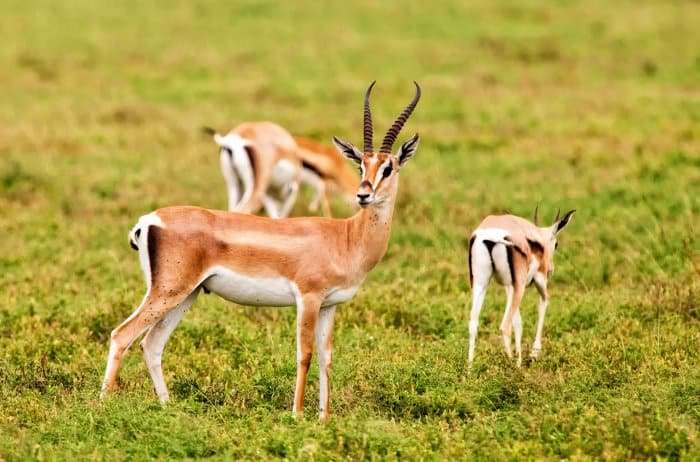 Grant’s Gazelle
