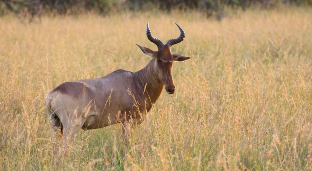 Antelope