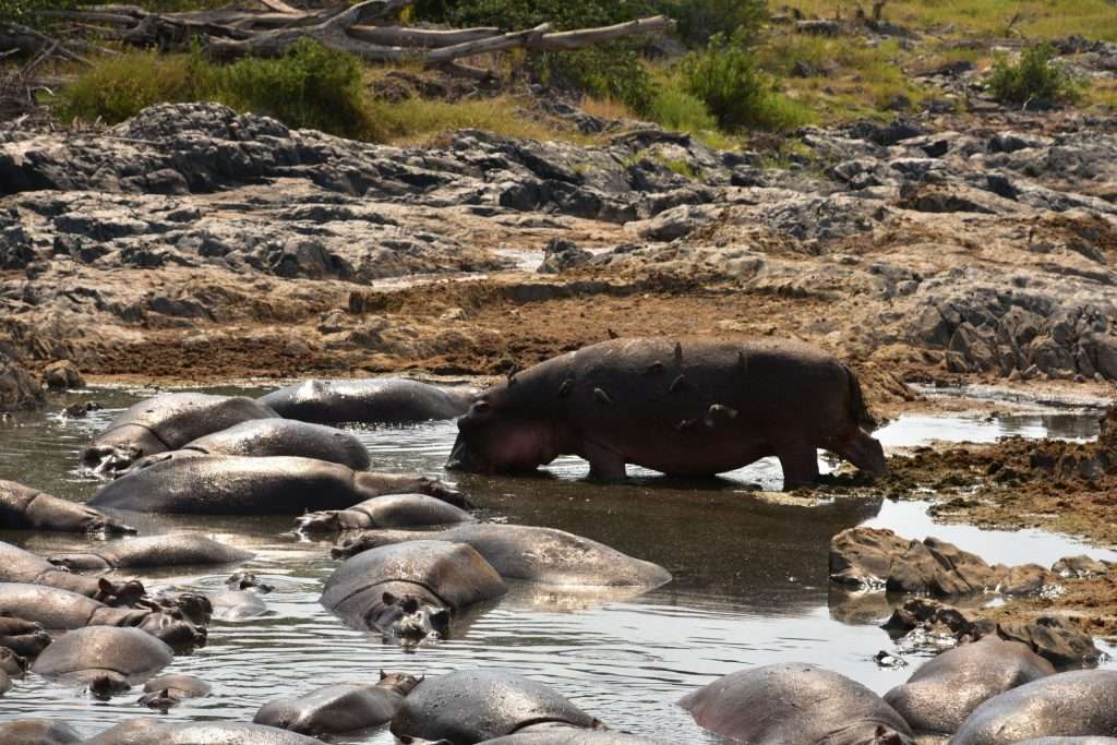 Hippo