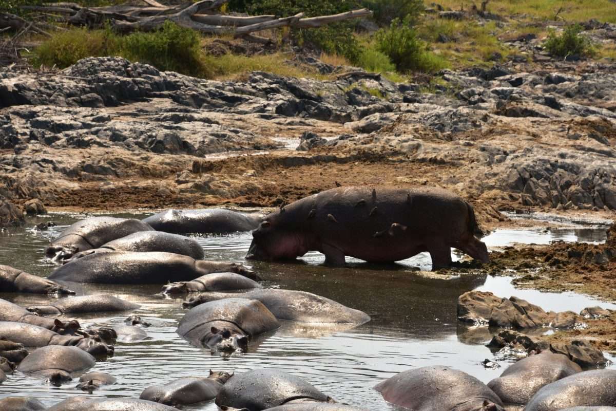 Hippo