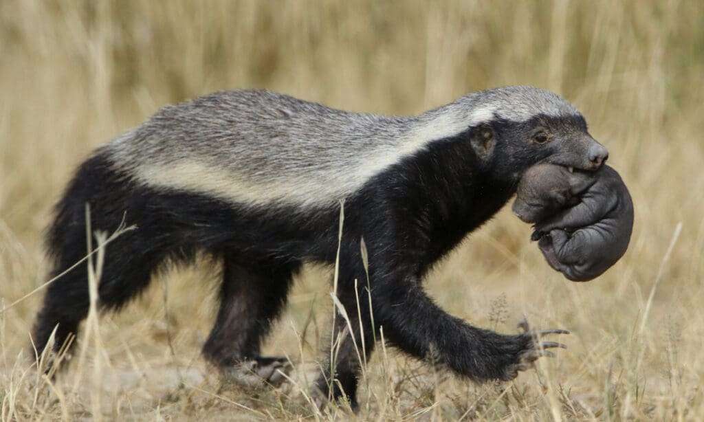 Honey Badger