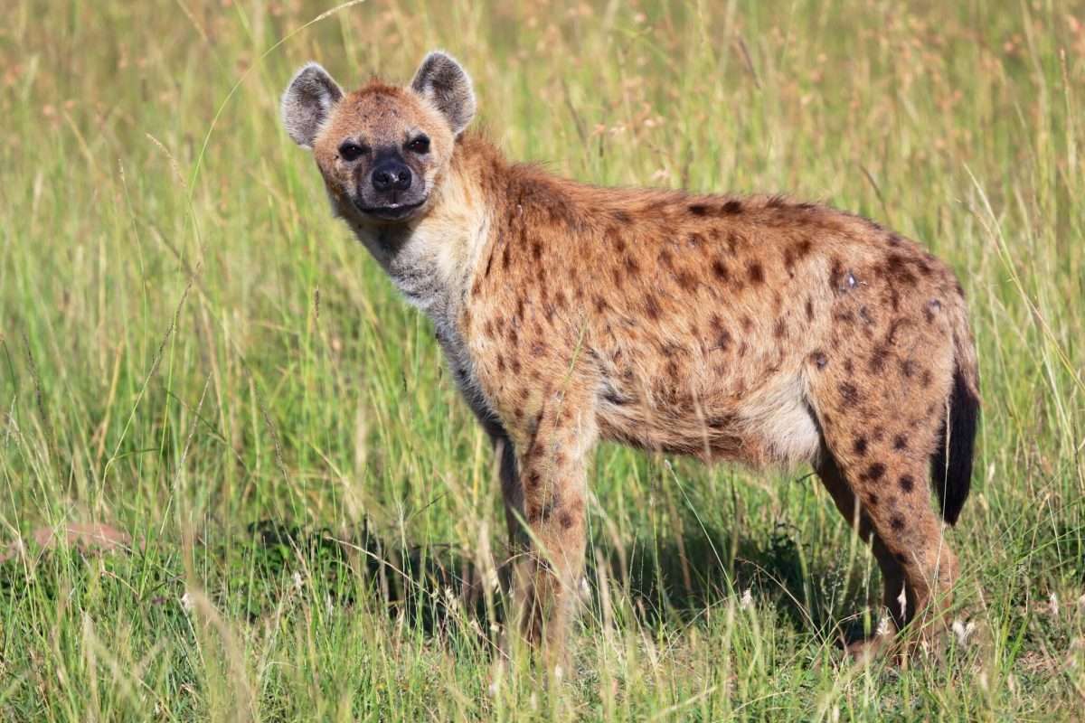 Hyenas