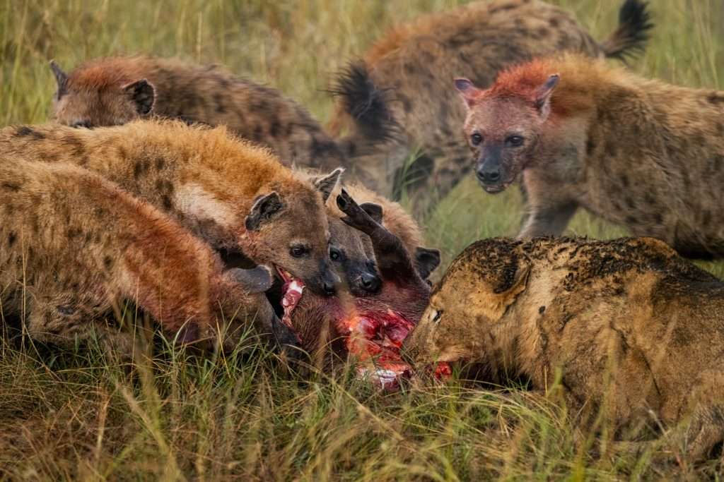 hyena-hunting-safari-pray-zone
