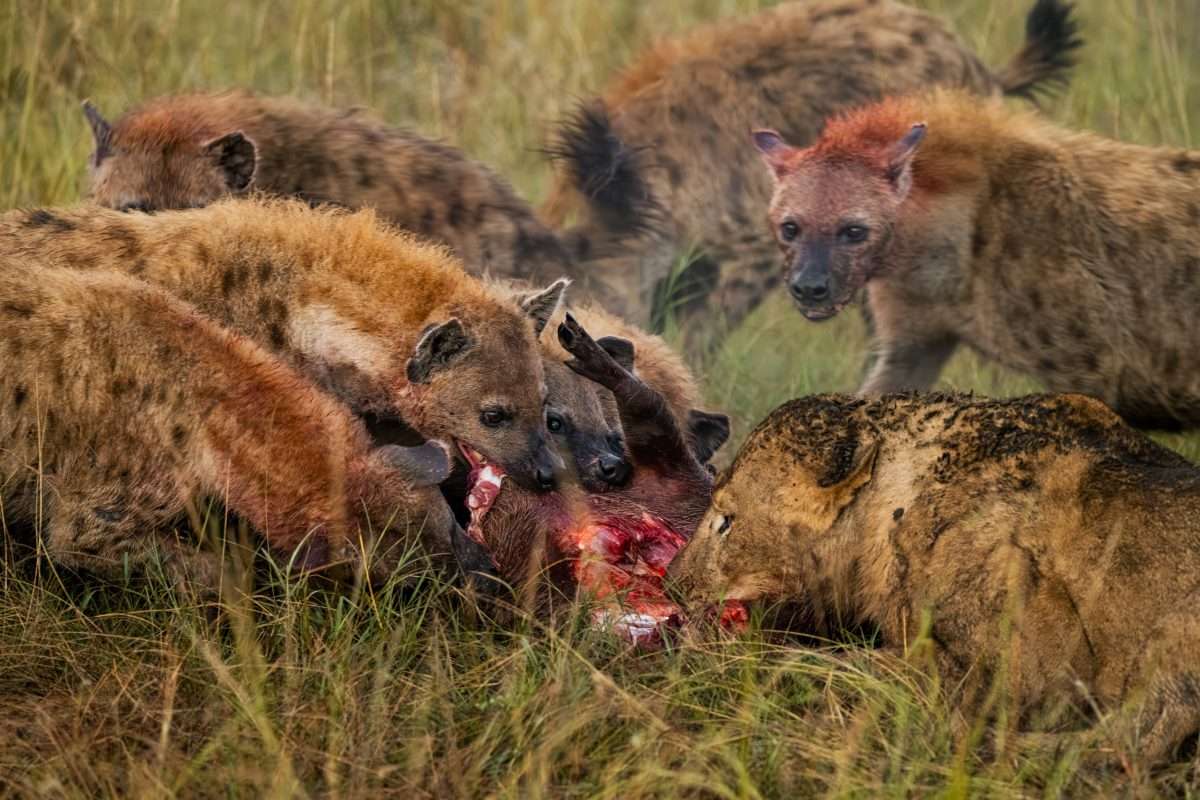 hyena-hunting-safari-pray-zone