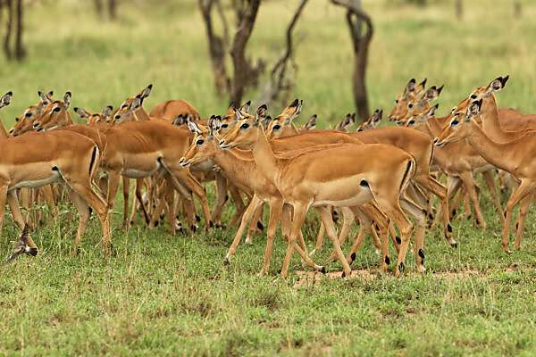 Impala