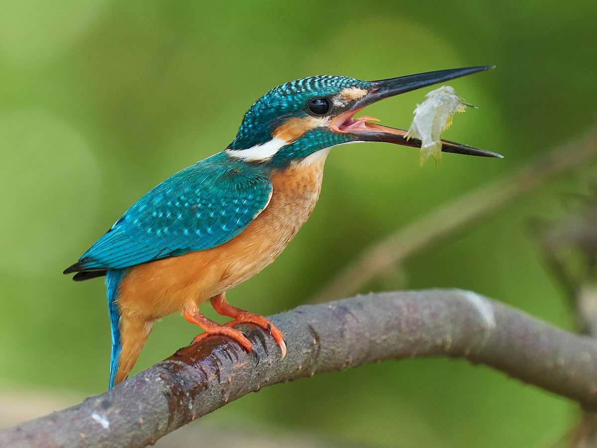 Kingfishers