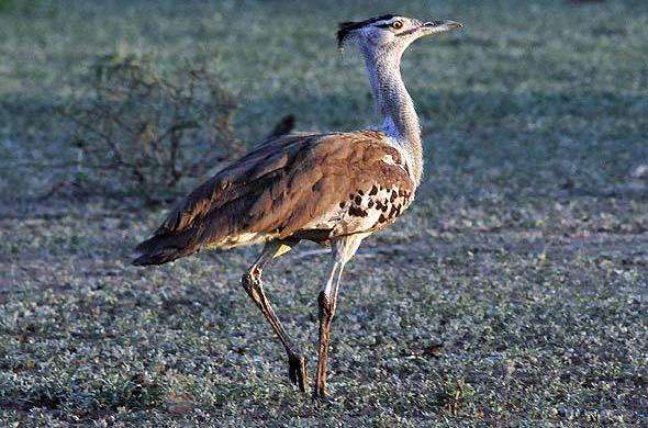 Kori Bustard