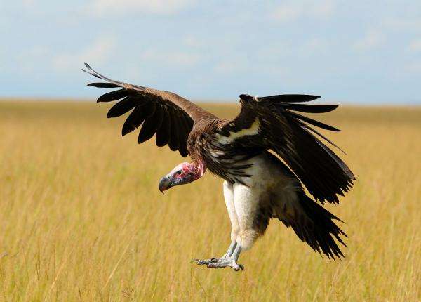 Lappet Faced Vulture