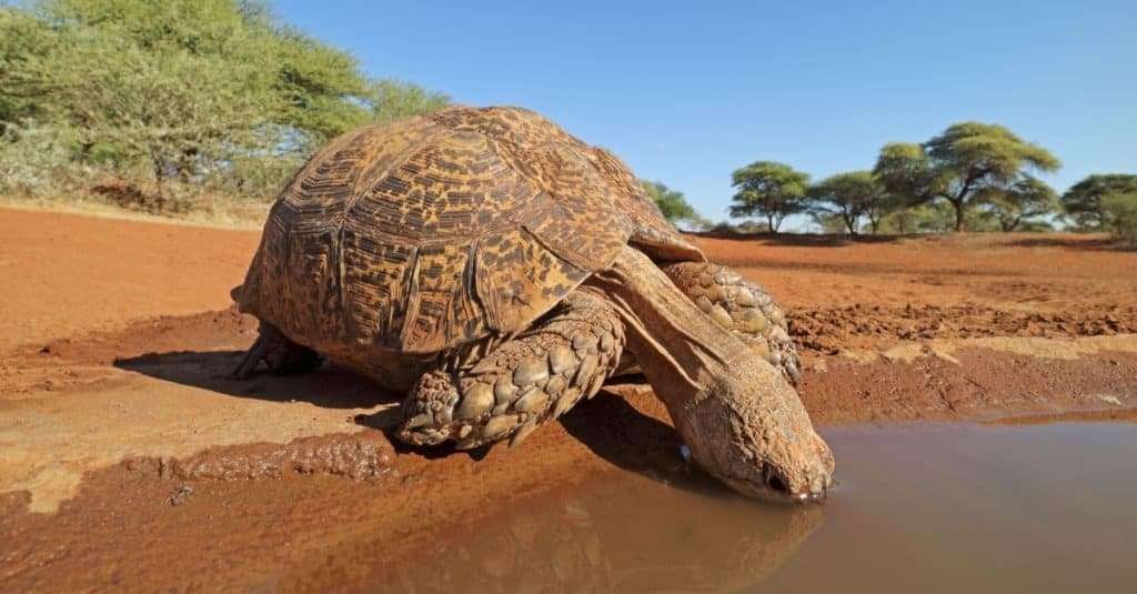 Leopard-tortoise-small-african-animal