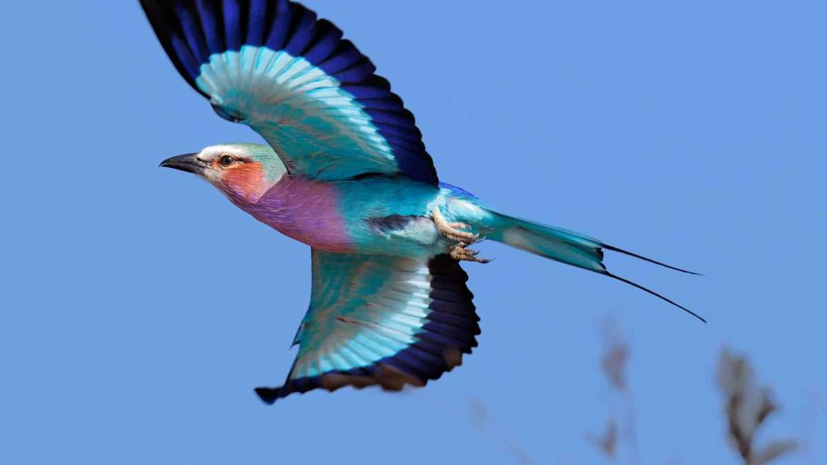 Lilac Breasted Roller