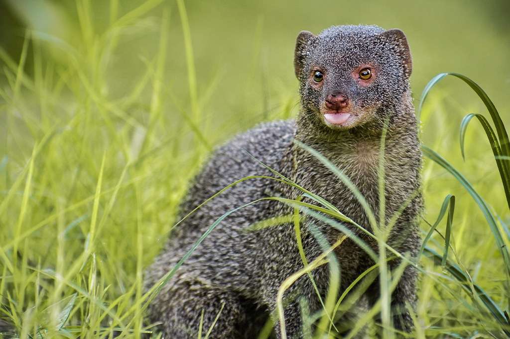 Mongooses