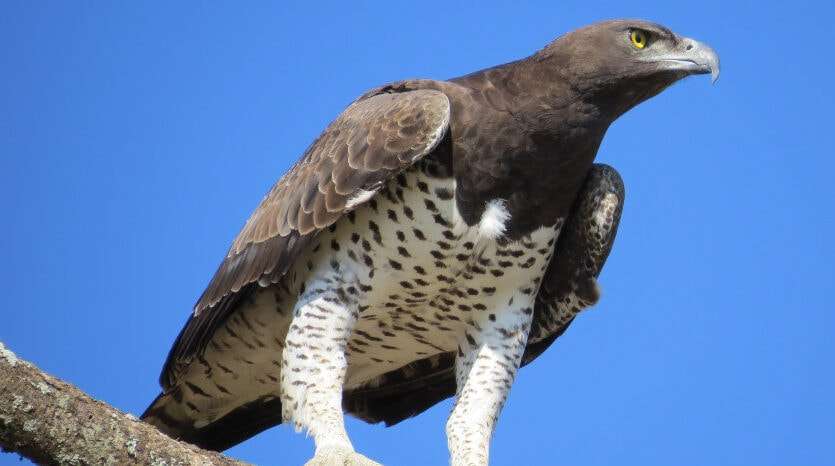 Martial Eagle