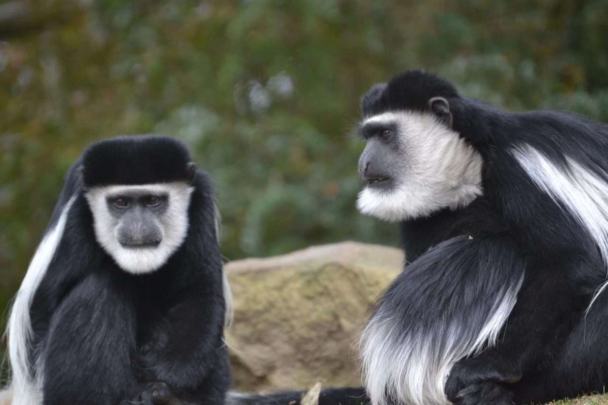Black-and-white colobus monkeys