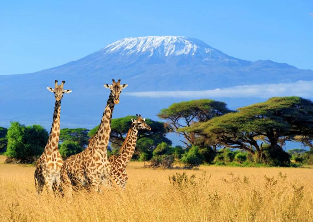 Kilimanjaro National Park Animals