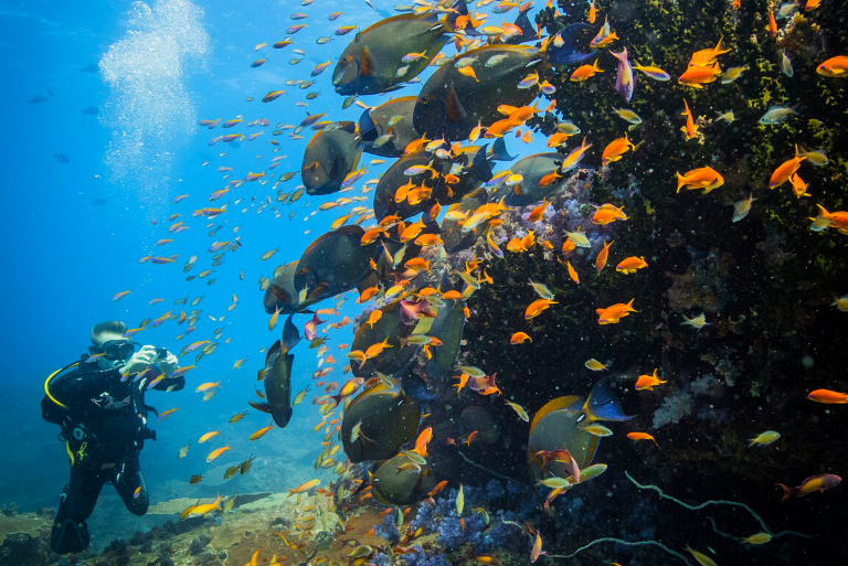 Mozambique-scuba-diving-africa