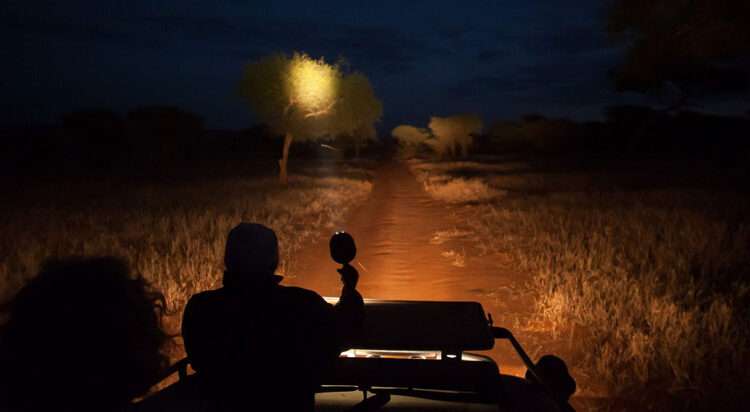 Night-Game-Drives-