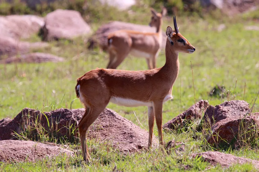 Oribi