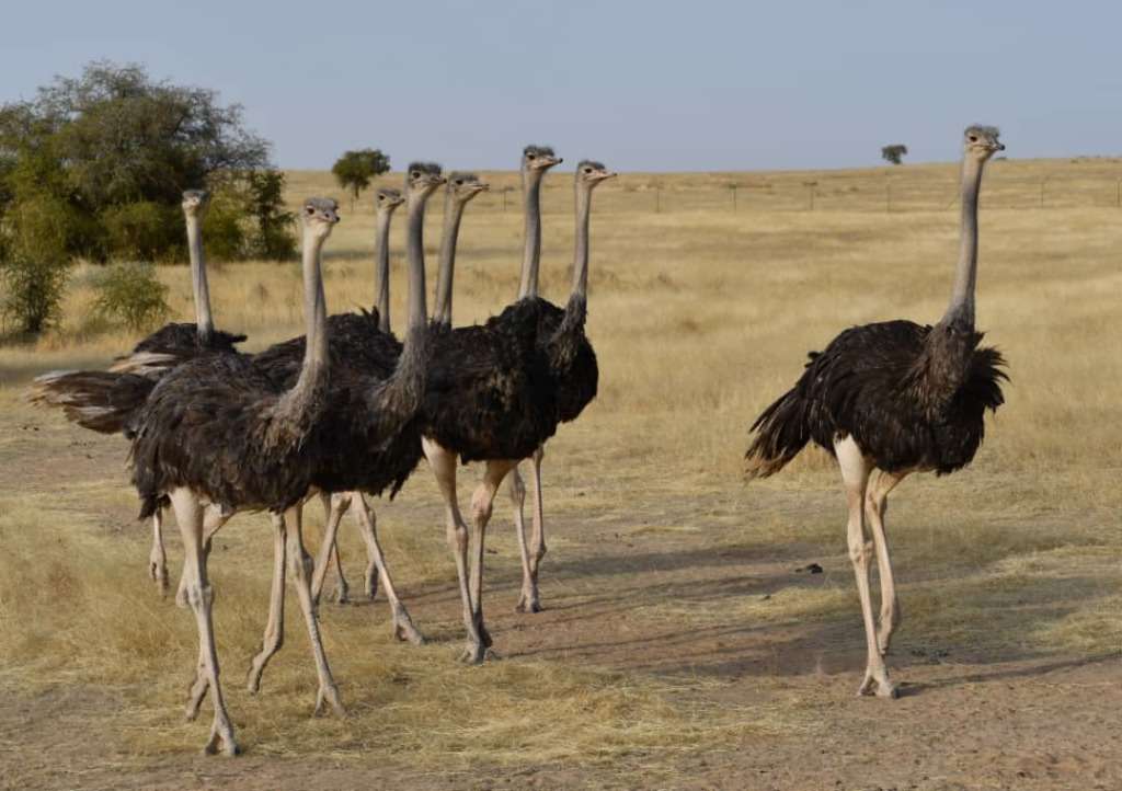 Ostrich