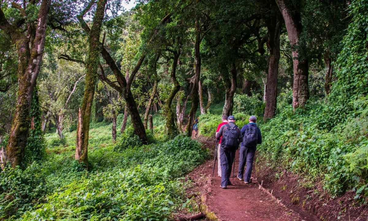 Rainforest Zone Views