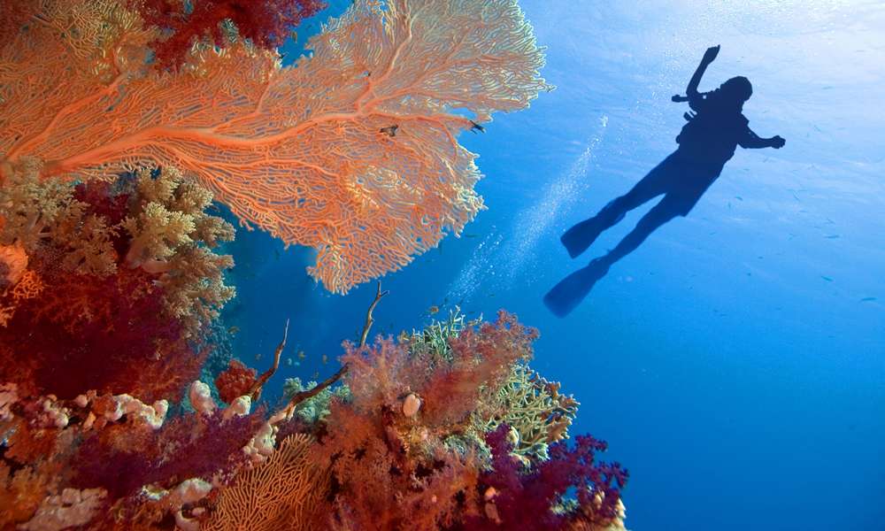 red-sea-diving