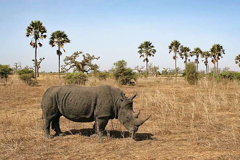 Senegal