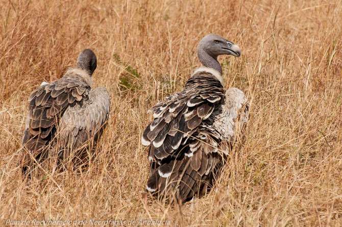 Rüppell’s Vulture