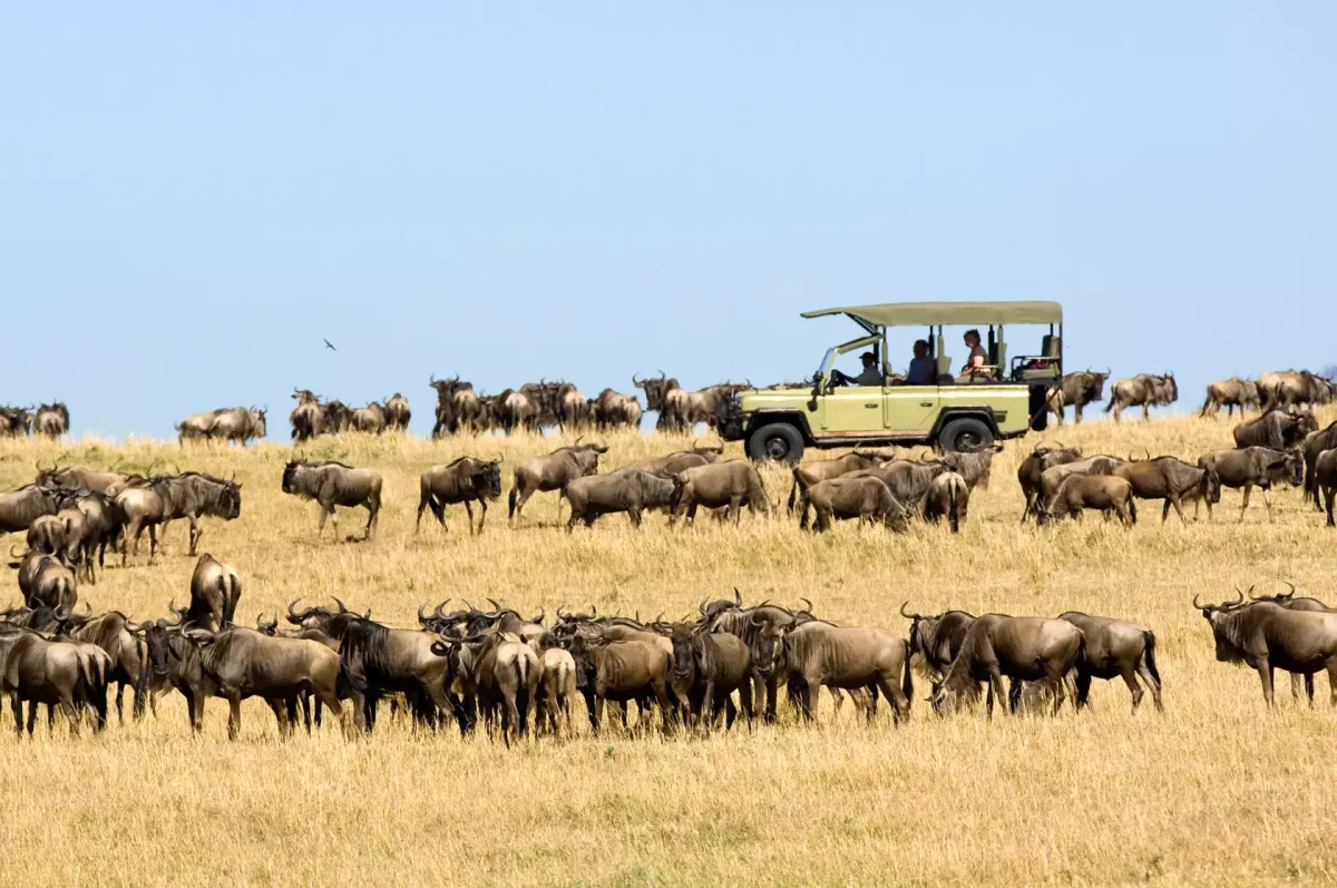 Serengeti-Wildebeest-Migration-Safaris