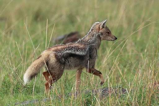Side Striped Jackal