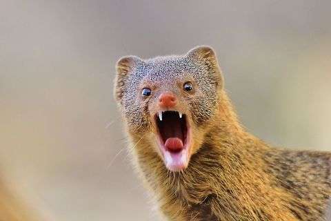 Slender Mongoose