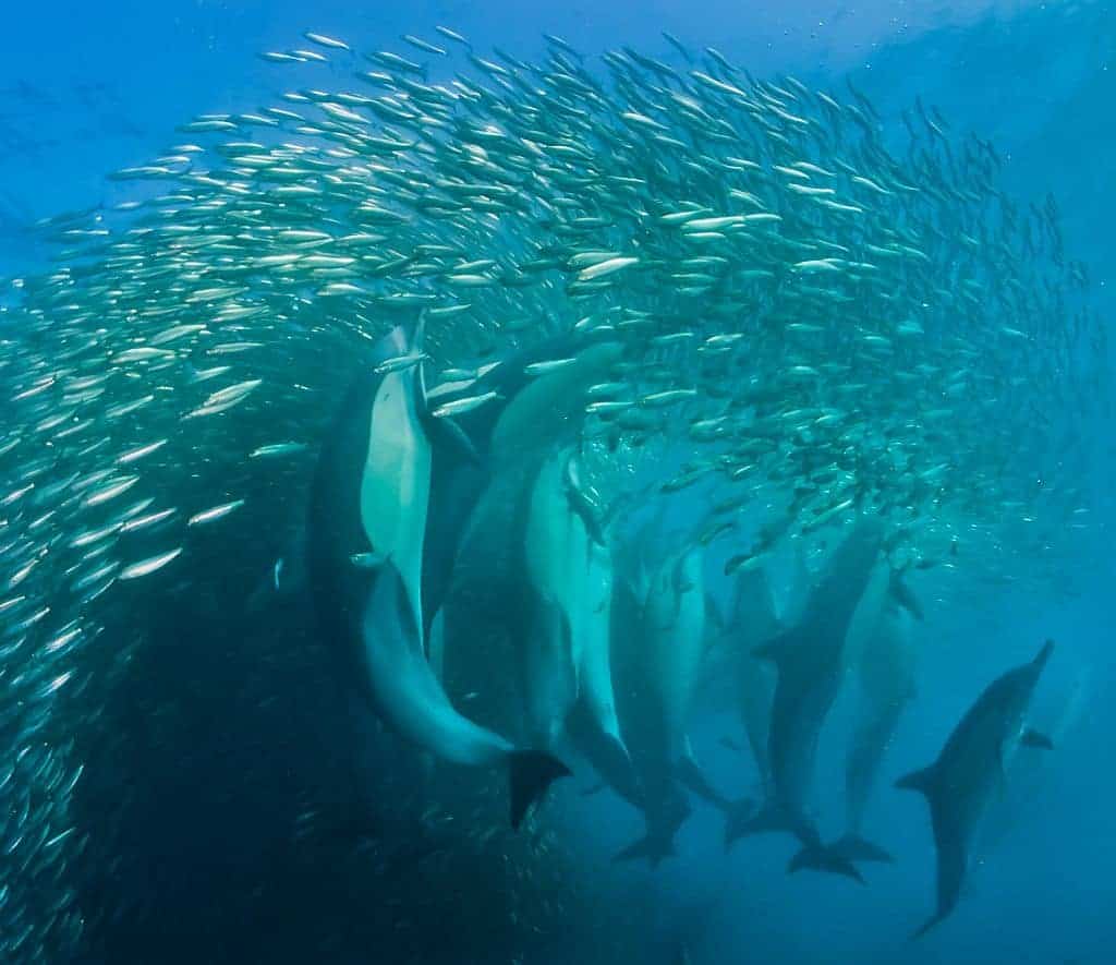 South-Africa-Diving