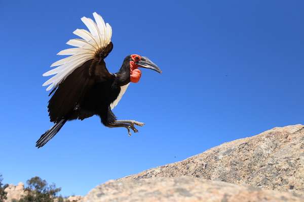 Southern Ground Hornbill