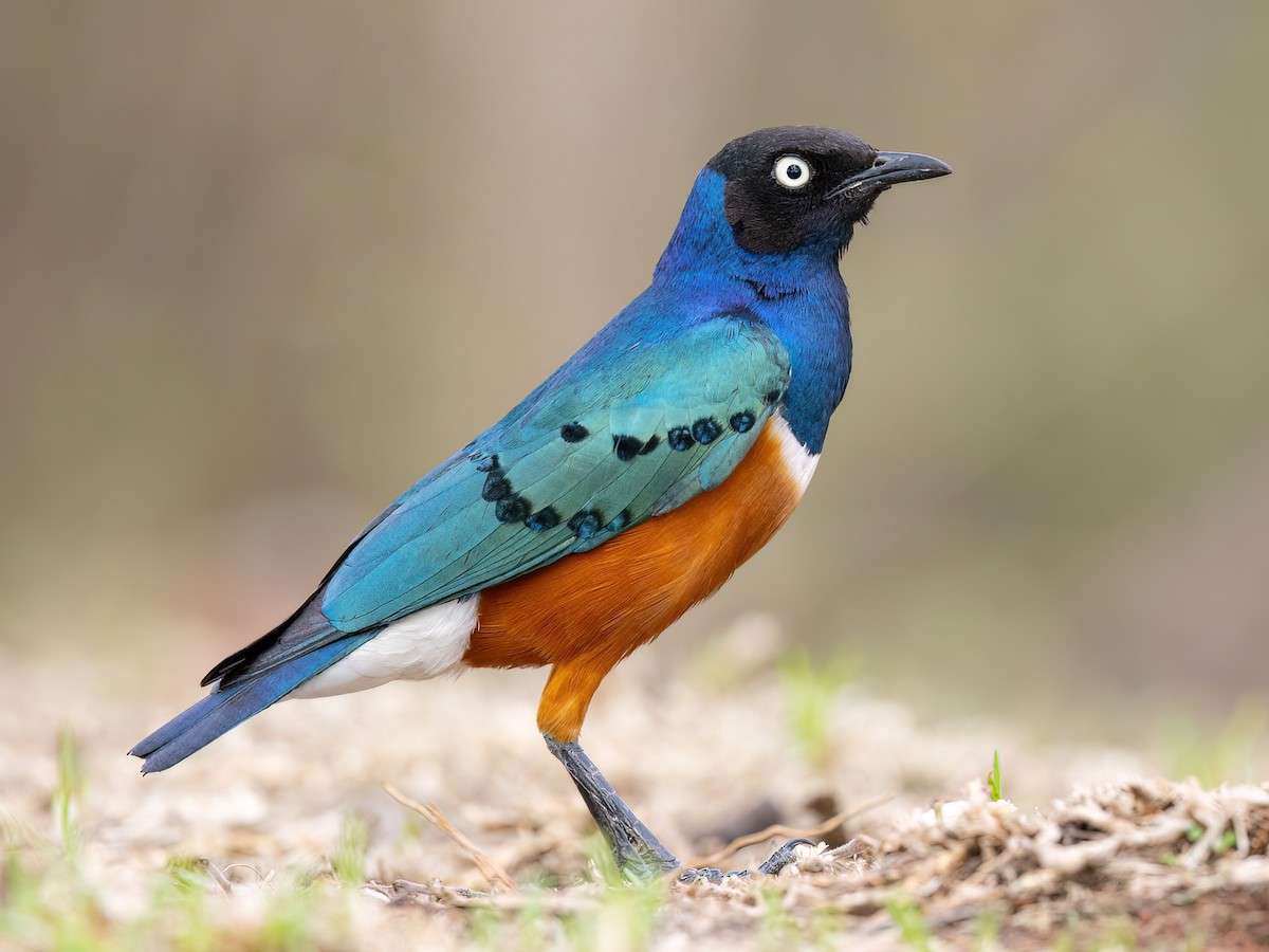 Superb Starling