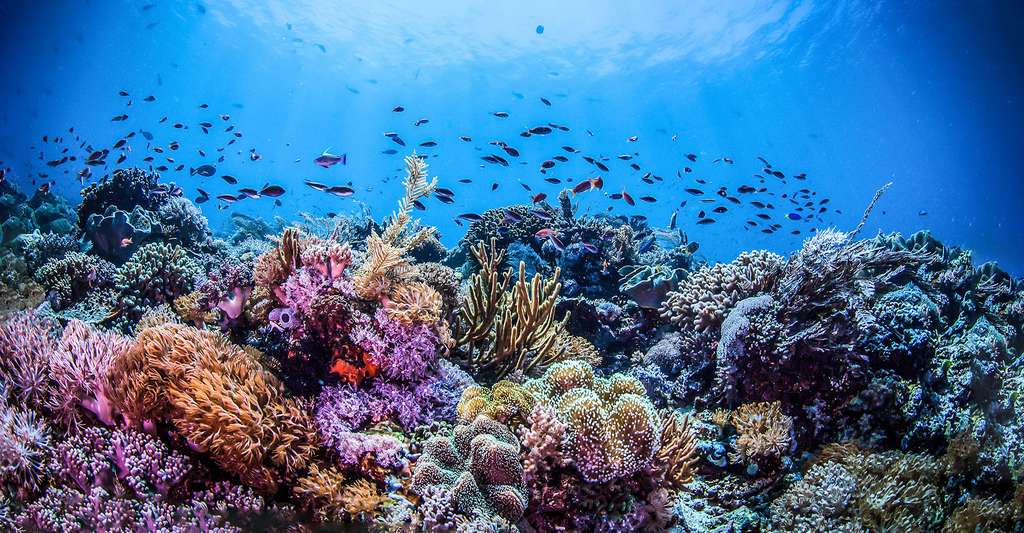 The Southwest: Toliara’s Grand Récif & Coral Spawning