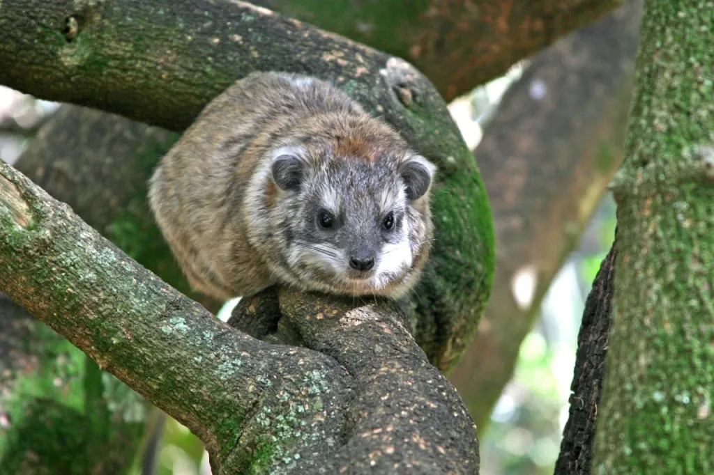 Tree hyrax