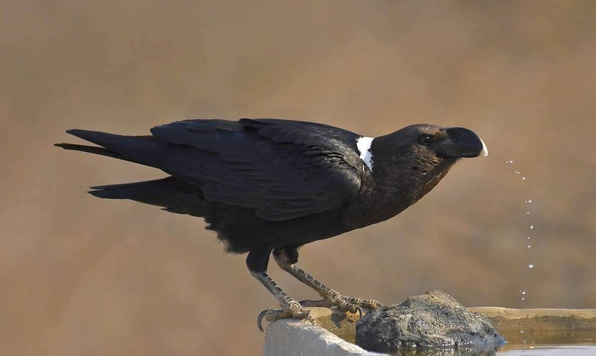 White-necked ravens