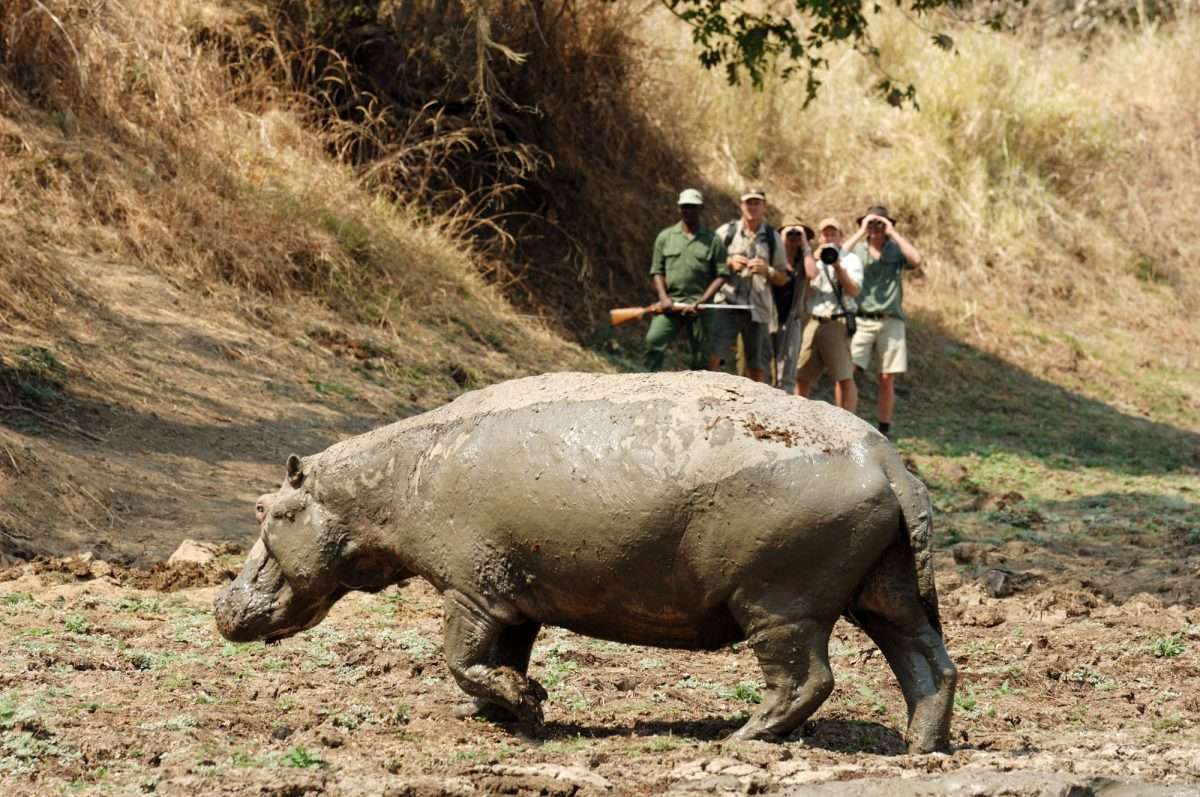 Zambia-walking-safari