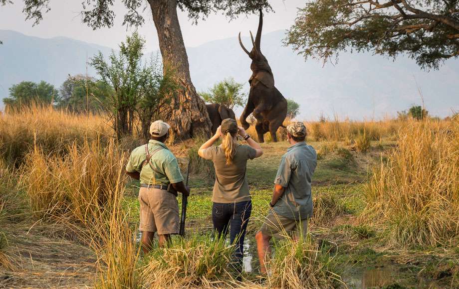 Zimbabwe-walking-safari