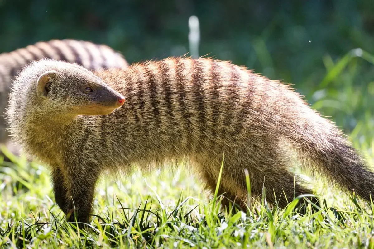 Banded Mongoose