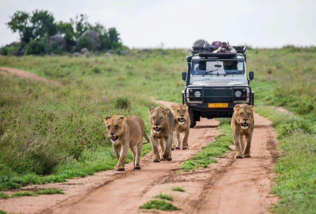 game drive
