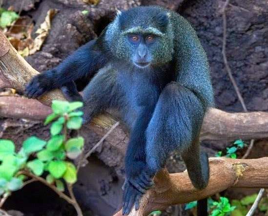 Blue monkeys