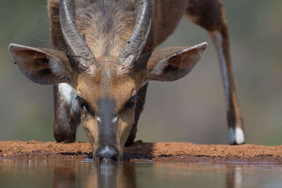 Bushbuck