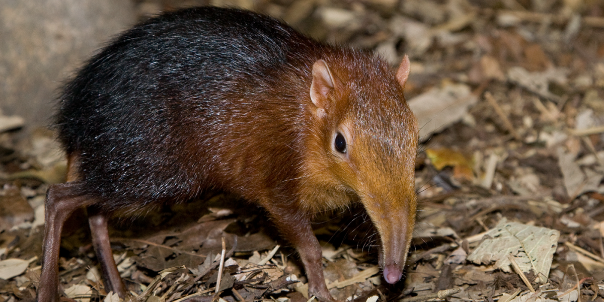 Elephant Shrew