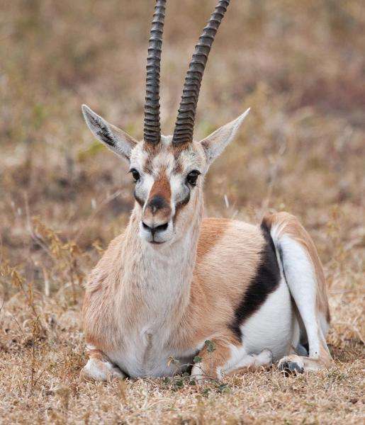 Thomson’s Gazelle