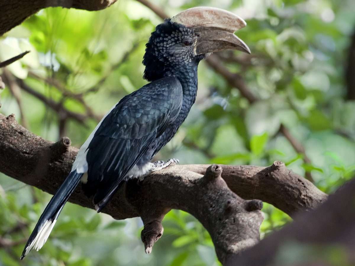 Hornbills
