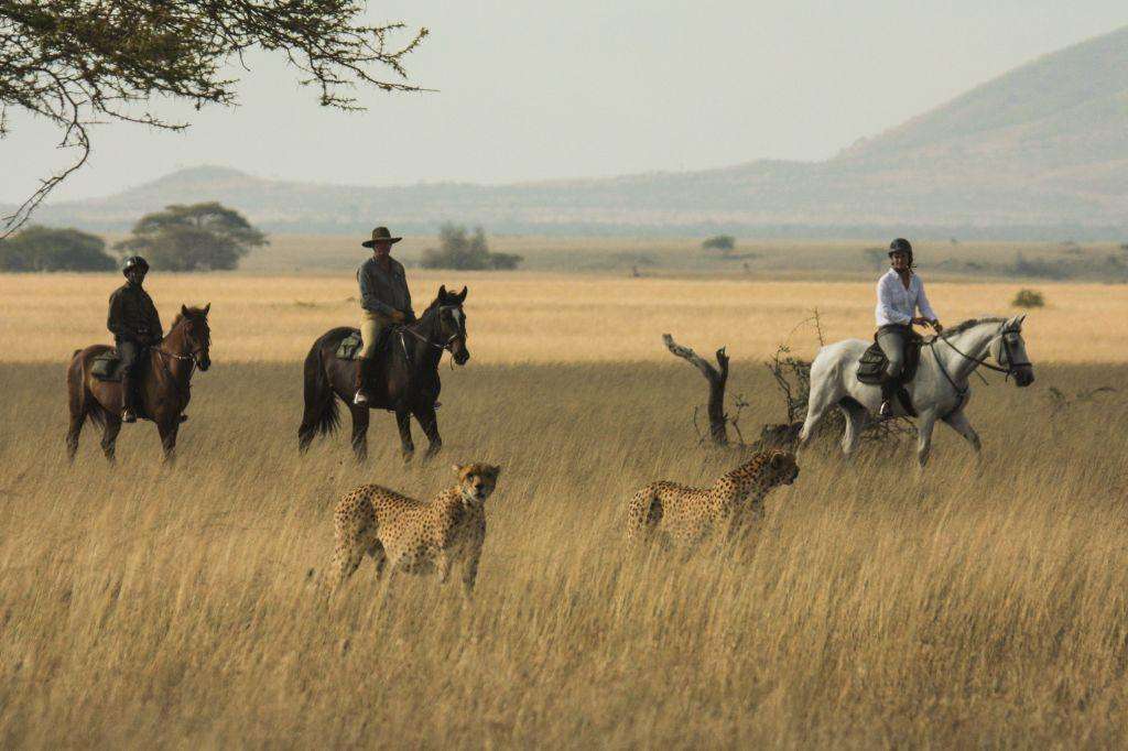Horse-safari