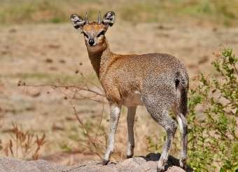 Klipspringer